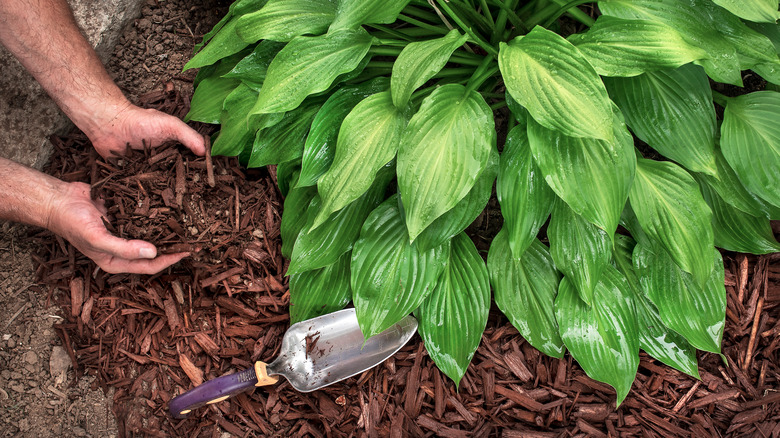 hand trowel with plant