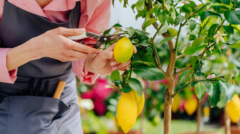 woman pruning lemon tree