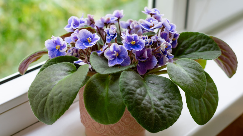 african violet in window