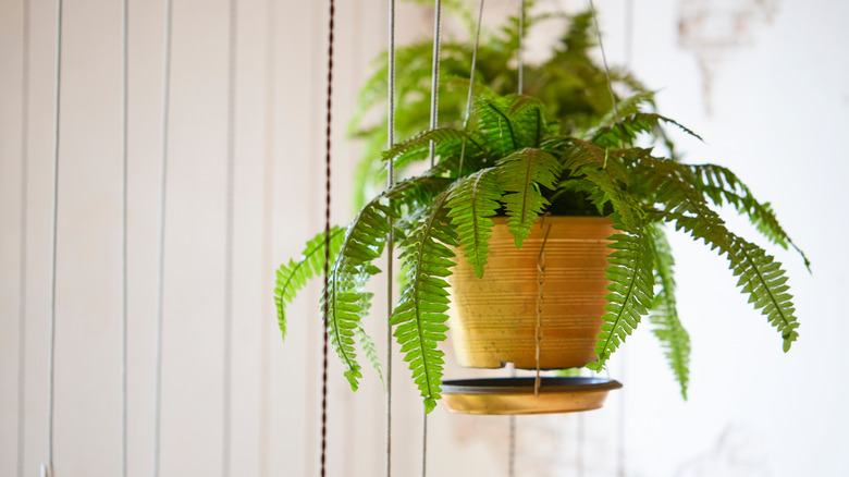 hanging Boston fern