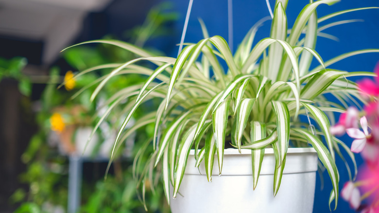 hanging spider plant