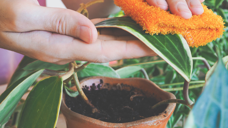 wiping leaves of indoor plants