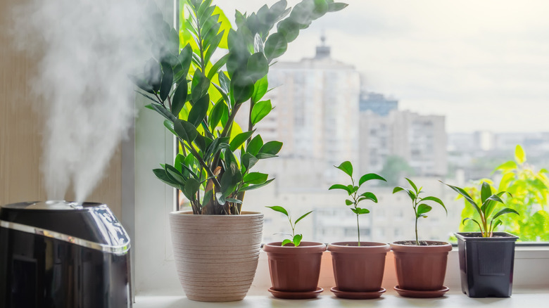 humidifier watering air indoor plants