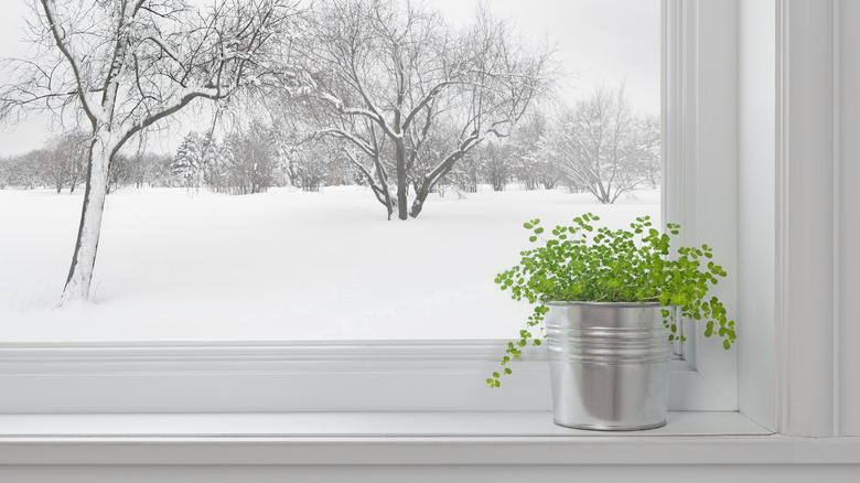 potted plant by drafty window