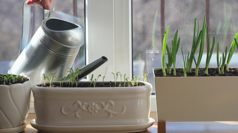 watering indoor plants in winter