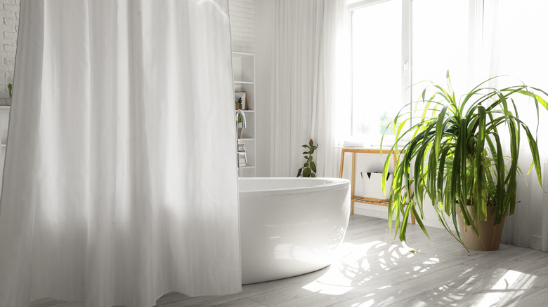 White shower curtain next to a tub in a white bathroom with plants