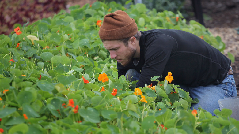 man working in nasturtiums