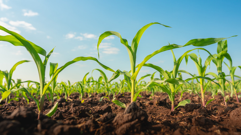 young corn plants