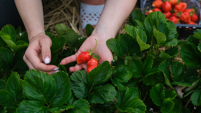 harvesting strawberries