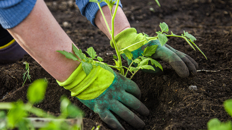 planting tomato plant