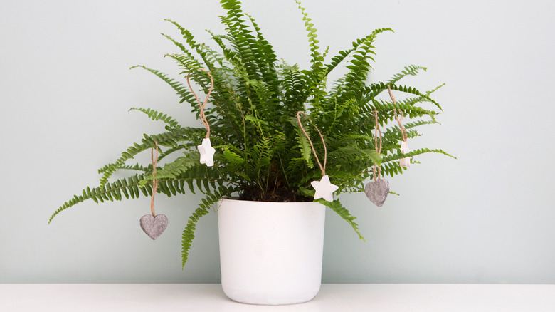 fern with winter decorations