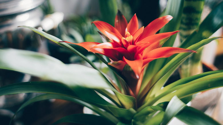 red Bromeliad