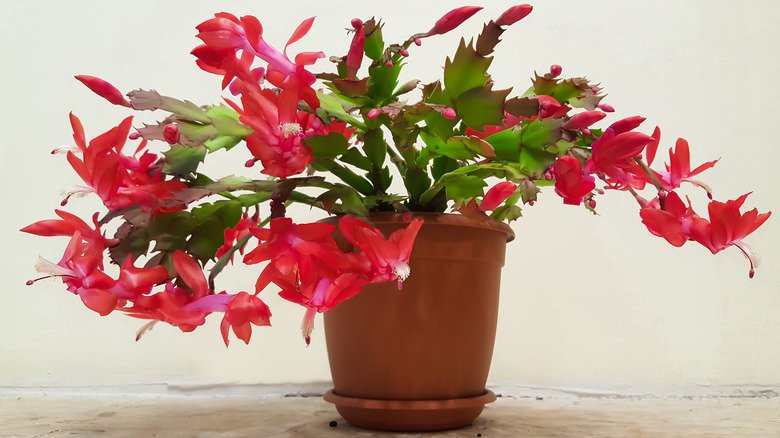 red christmas cactus