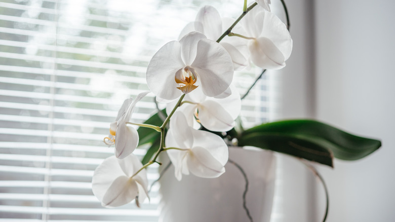 white Phalaenopsis orchid