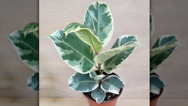 Ficus elastica tineke