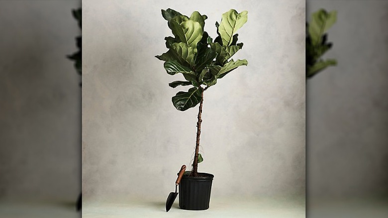 Fiddle leaf fig from Terrain