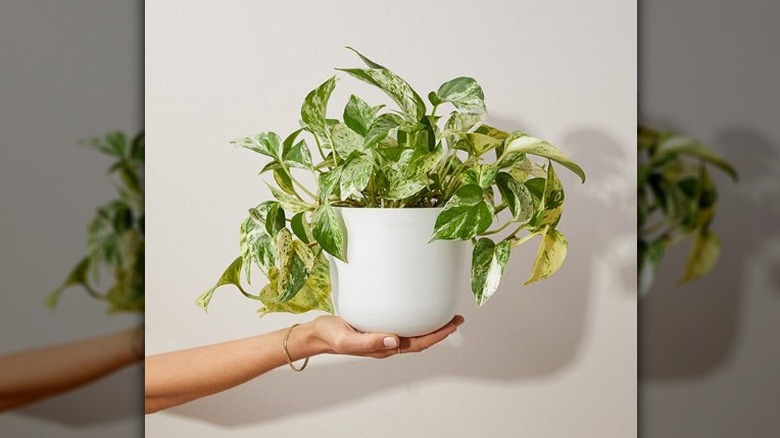 Marble pothos from The Bouqs Co.