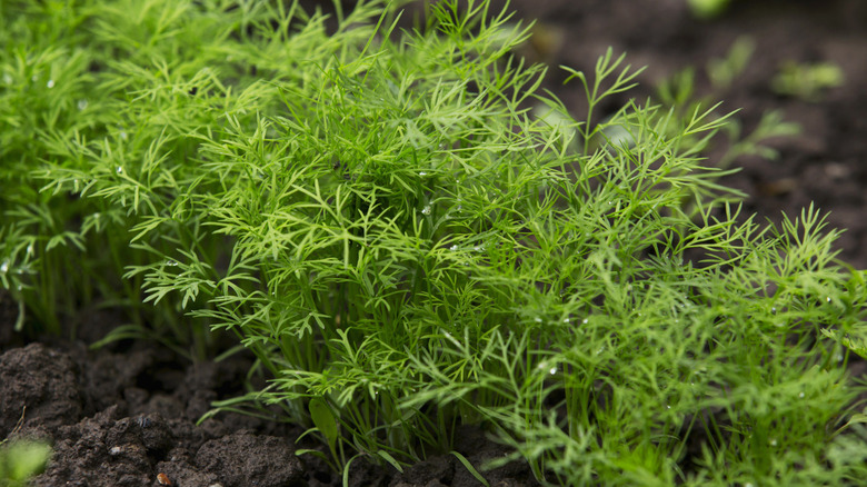 dill growing in soil