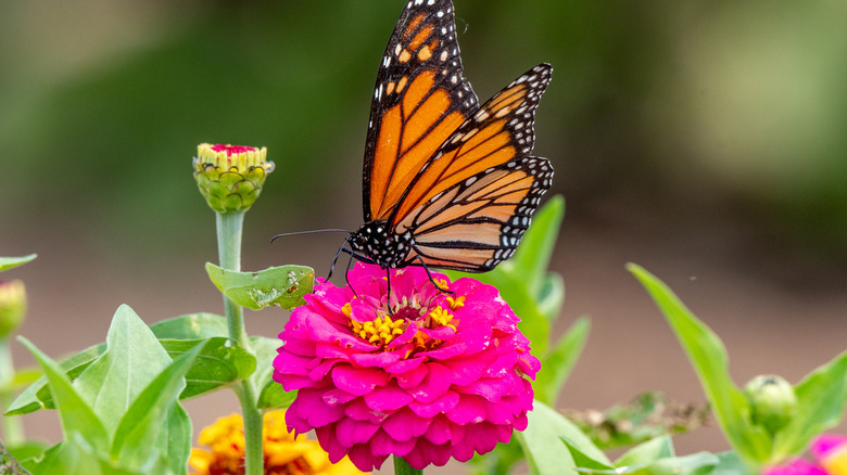 closeup of monarch butterfly on flower