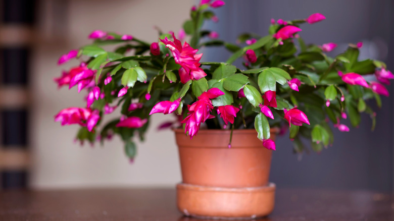 Pink Christmas cactus in pot