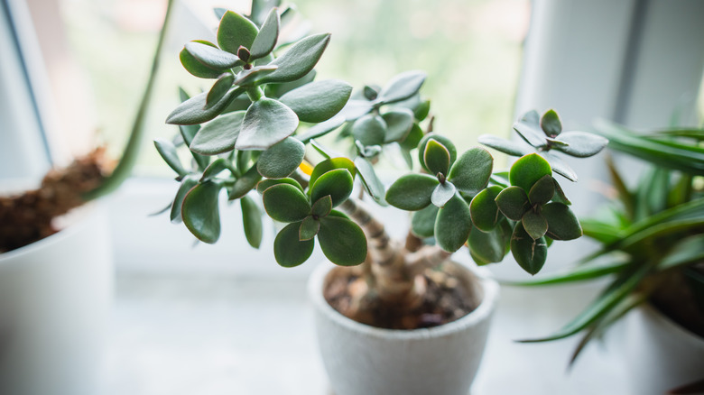 Small jade plant