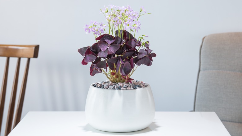 Oxalis triangularis in white pot