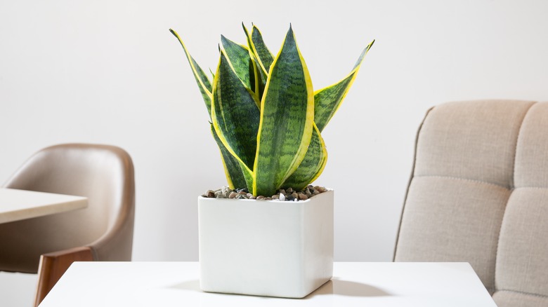 Snake plant in white pot