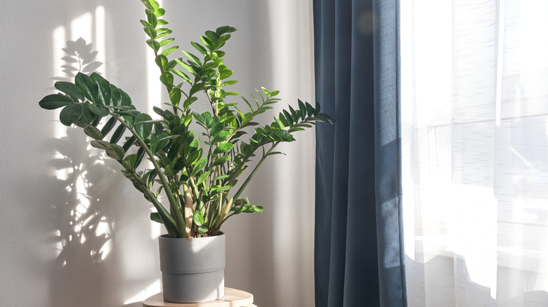 ZZ plant with sunlight