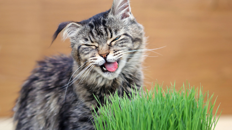 Cat eating cat grass