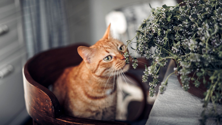 Cat sniffing thyme