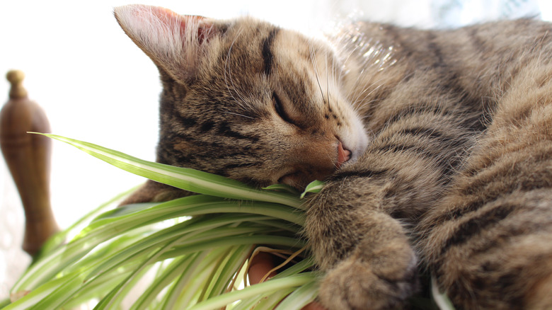 Cat sleeping on spider plant