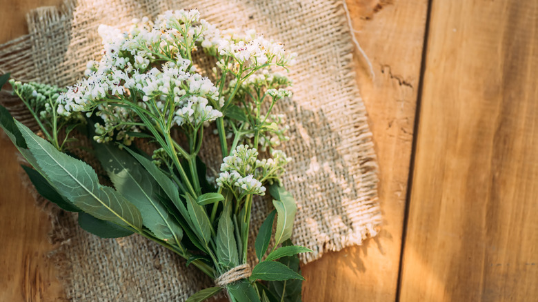 Cutting of valerian flowers