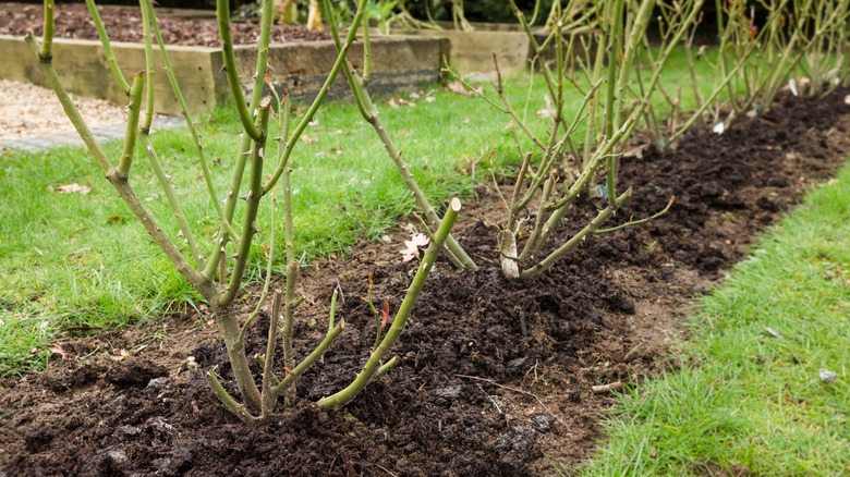 line of mulched rose bushes