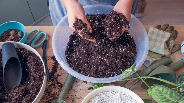 Hands in potting soil