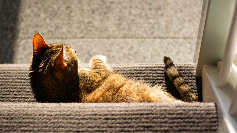 cat sunbathing on carpeted step