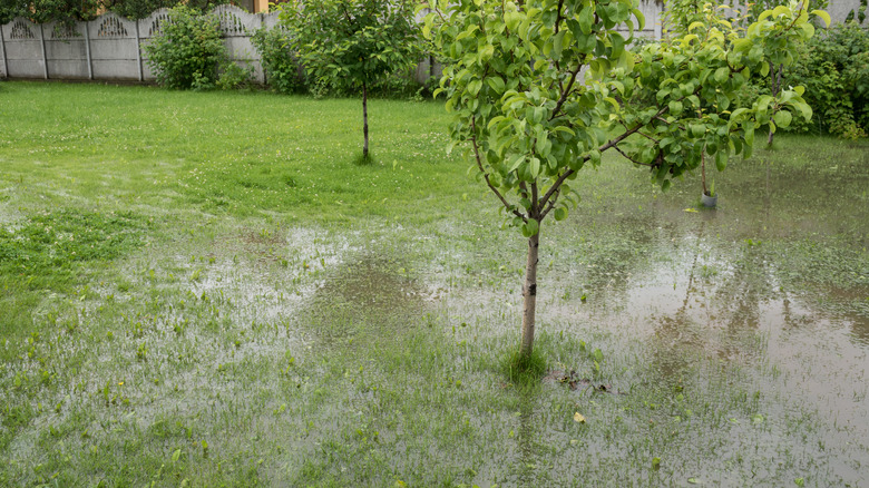 garden with water puddle