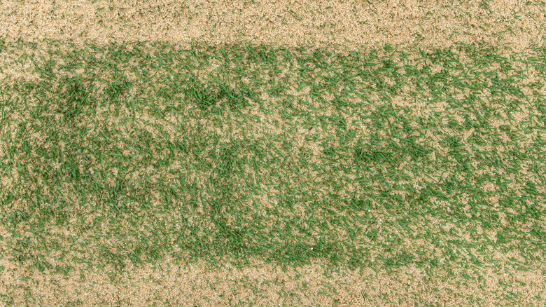 sand on grass in lawn