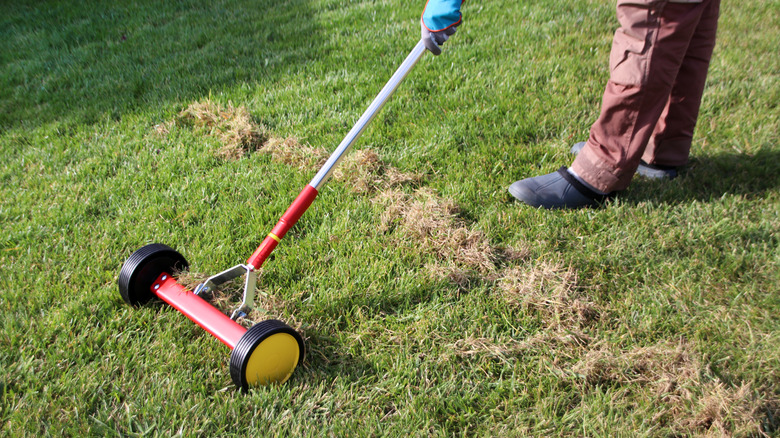 woman dethatching lawn