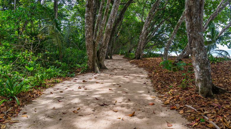 trees in forest covered with sand