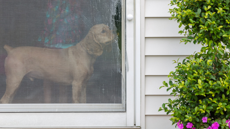 spaniel sniffing screen door hole 