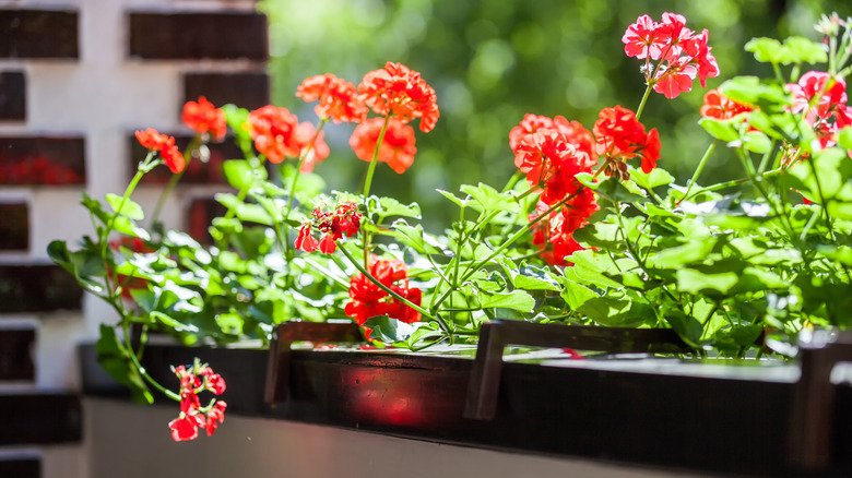 blossoming geranium in garden