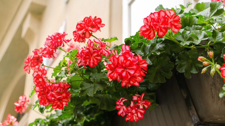 geranium plants in pot