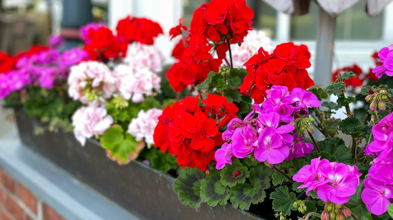 different geranium flowers