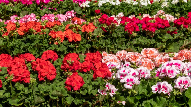 geranium flowers