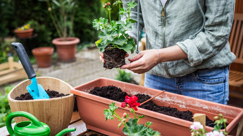 planting geranium seedlings