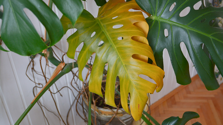 Yellowing monstera leaf