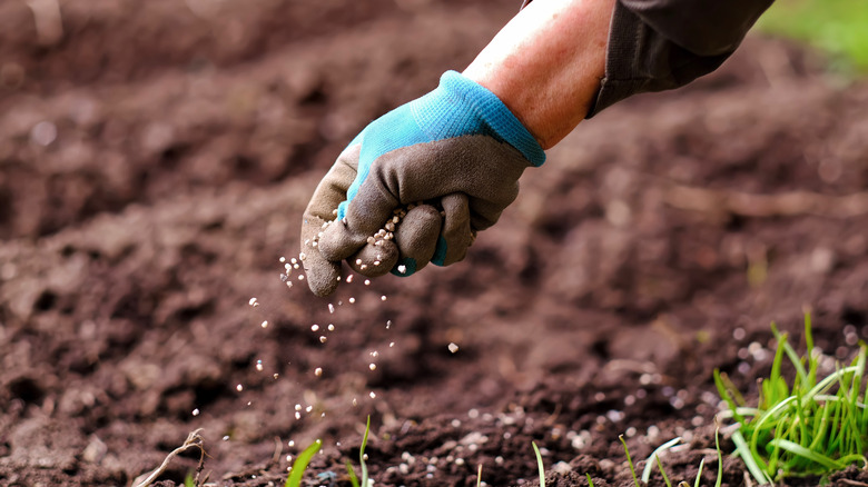 Hand sprinkling fertilizer