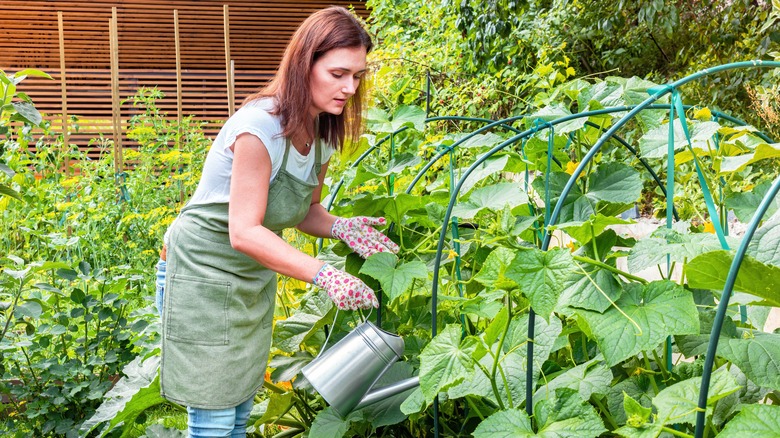 Person watering plants