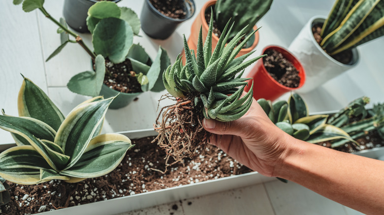 Repotting plants