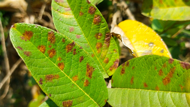 Dark spots on plant leaves